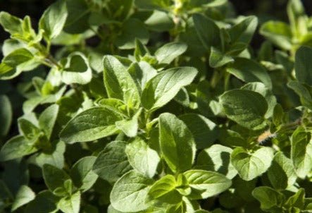 Oregano, Greek - Greta's Family Gardens