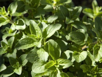 Oregano, Greek - Organic - Greta's Family Gardens