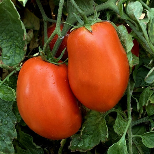 Oregon Pride Tomato - Organic - Greta's Family Gardens