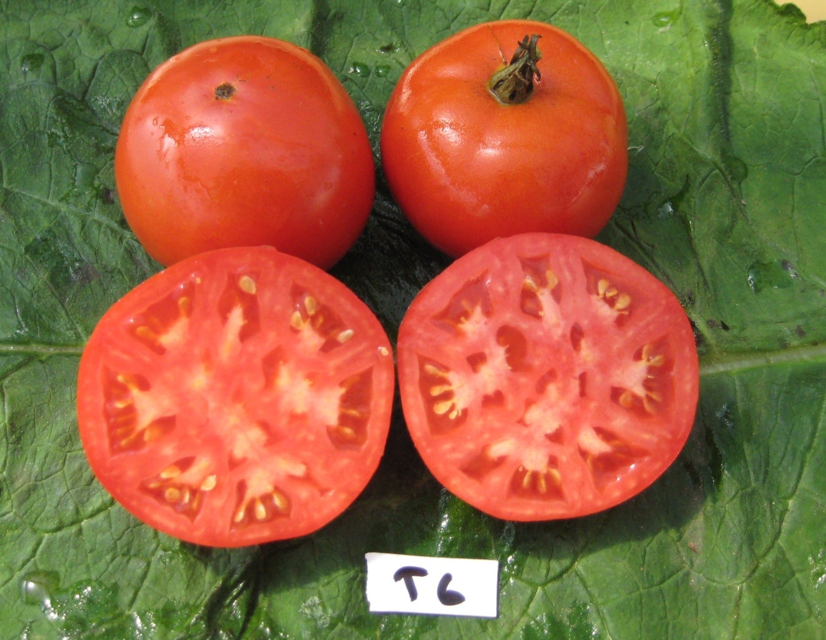 Oregon Spring Tomato - Organic - Greta's Family Gardens