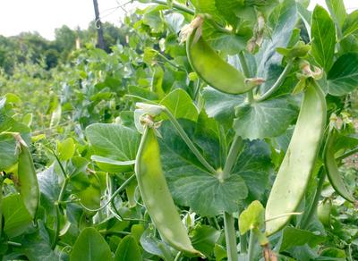 Oregon Sugar Pod II Peas - Organic - Greta's Family Gardens