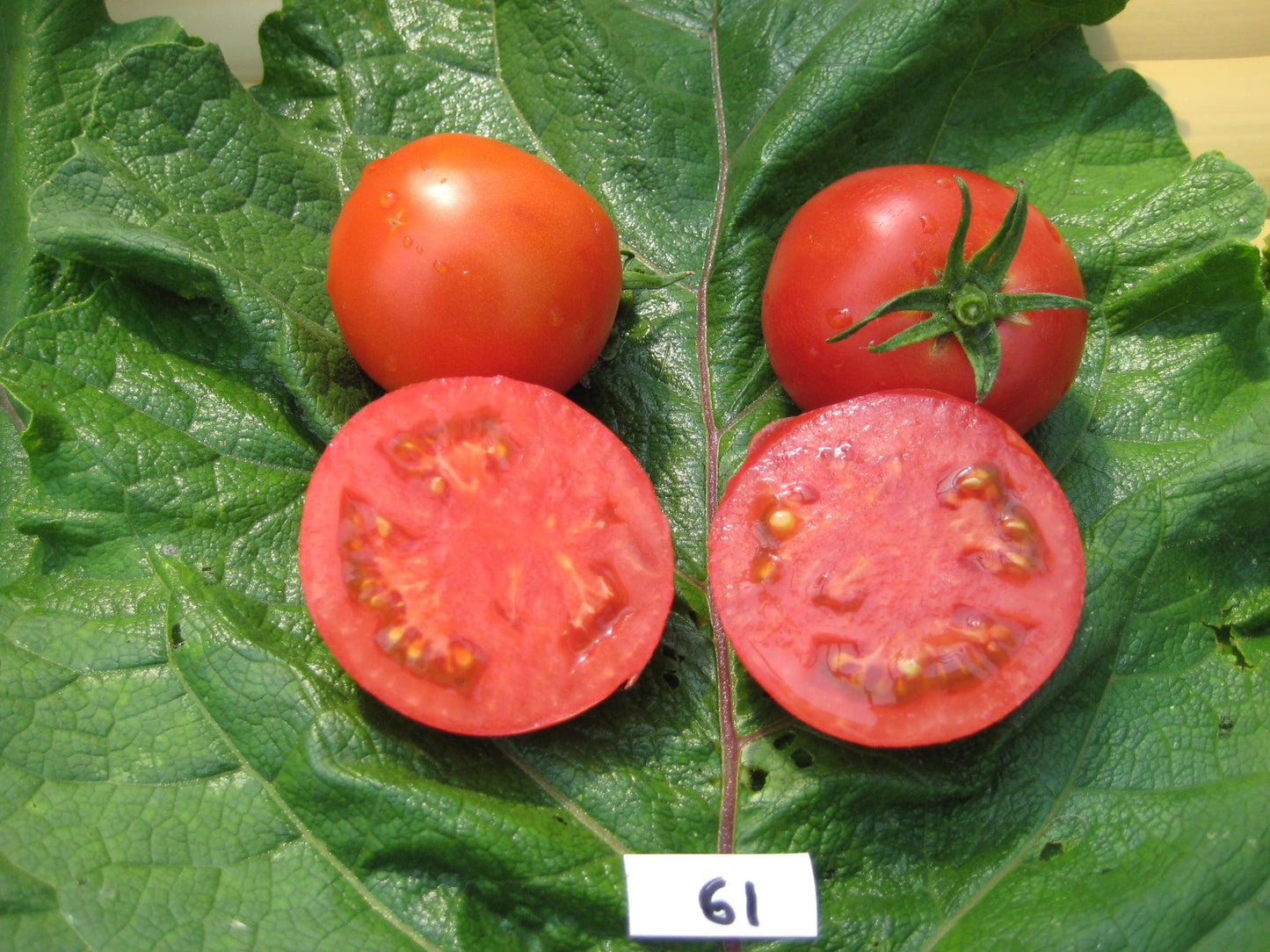 Ottawa 39 Tomato - Organic - Greta's Family Gardens