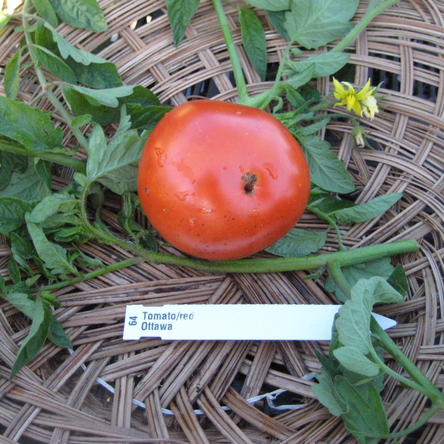 Ottawa Tomato - Organic - Greta's Family Gardens