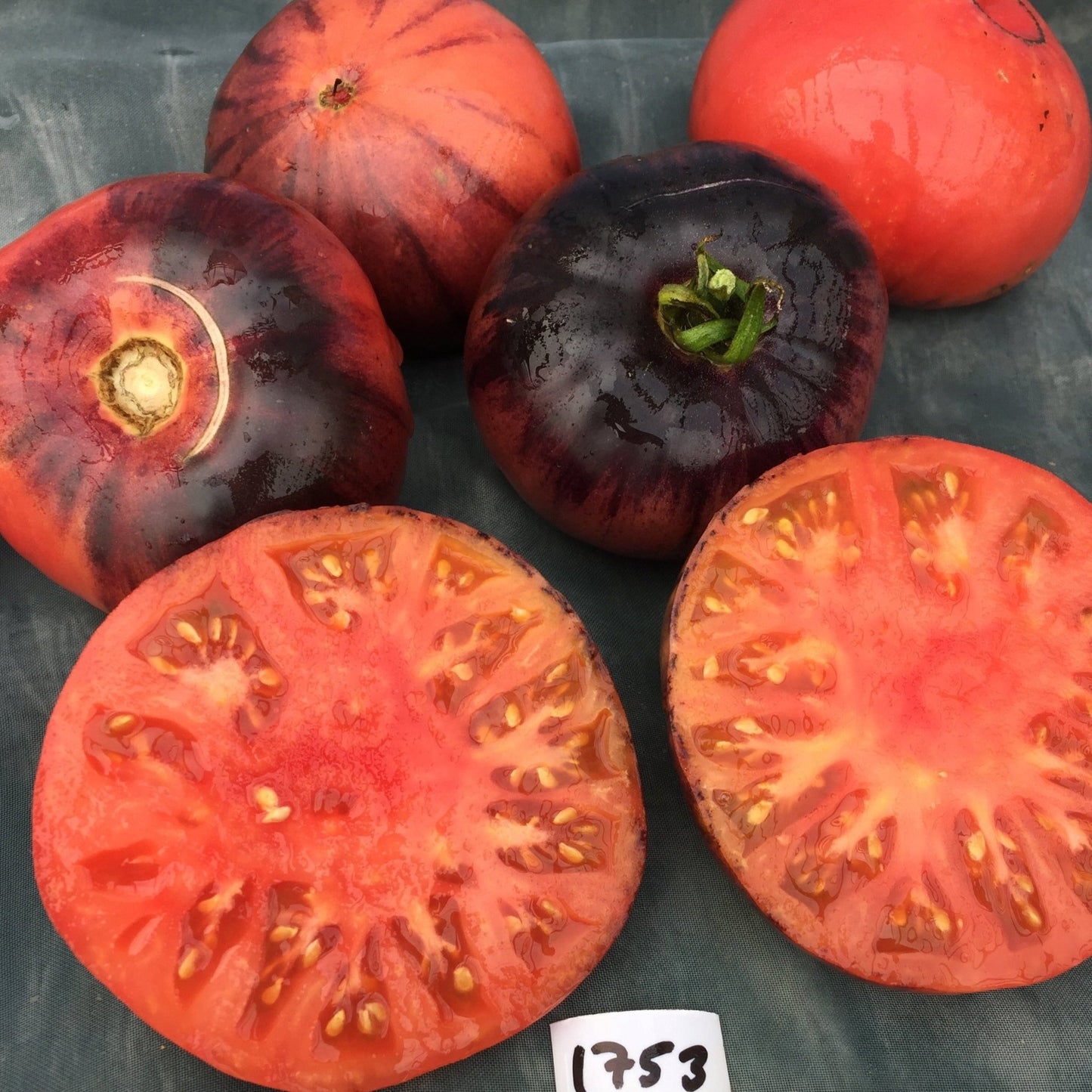 Ozark Sunrise Tomato - Organic - Greta's Family Gardens