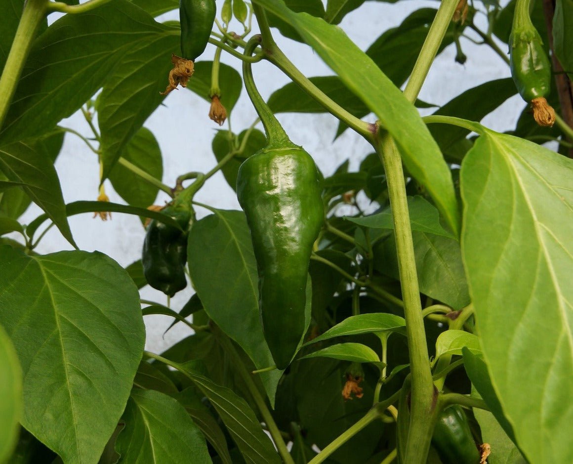 Padron Hot Pepper - Organic - Greta's Family Gardens