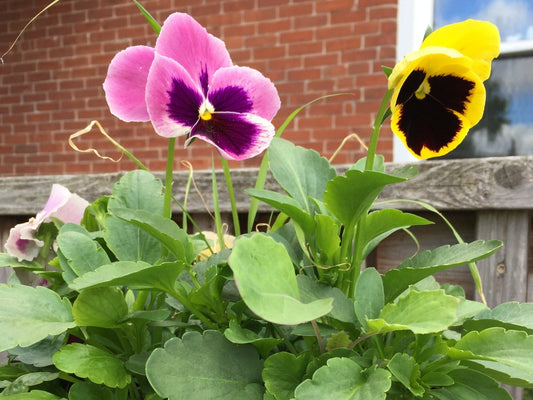 Pansy mix flowers - Greta's Family Gardens