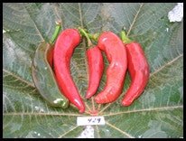 Paprika Kalocsa - Organic - Greta's Family Gardens