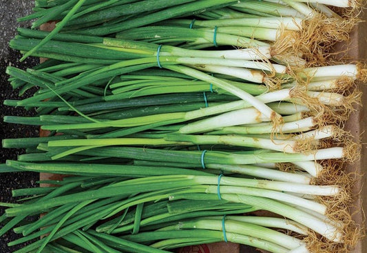 Parade Bunching Onions - Organic - Greta's Family Gardens