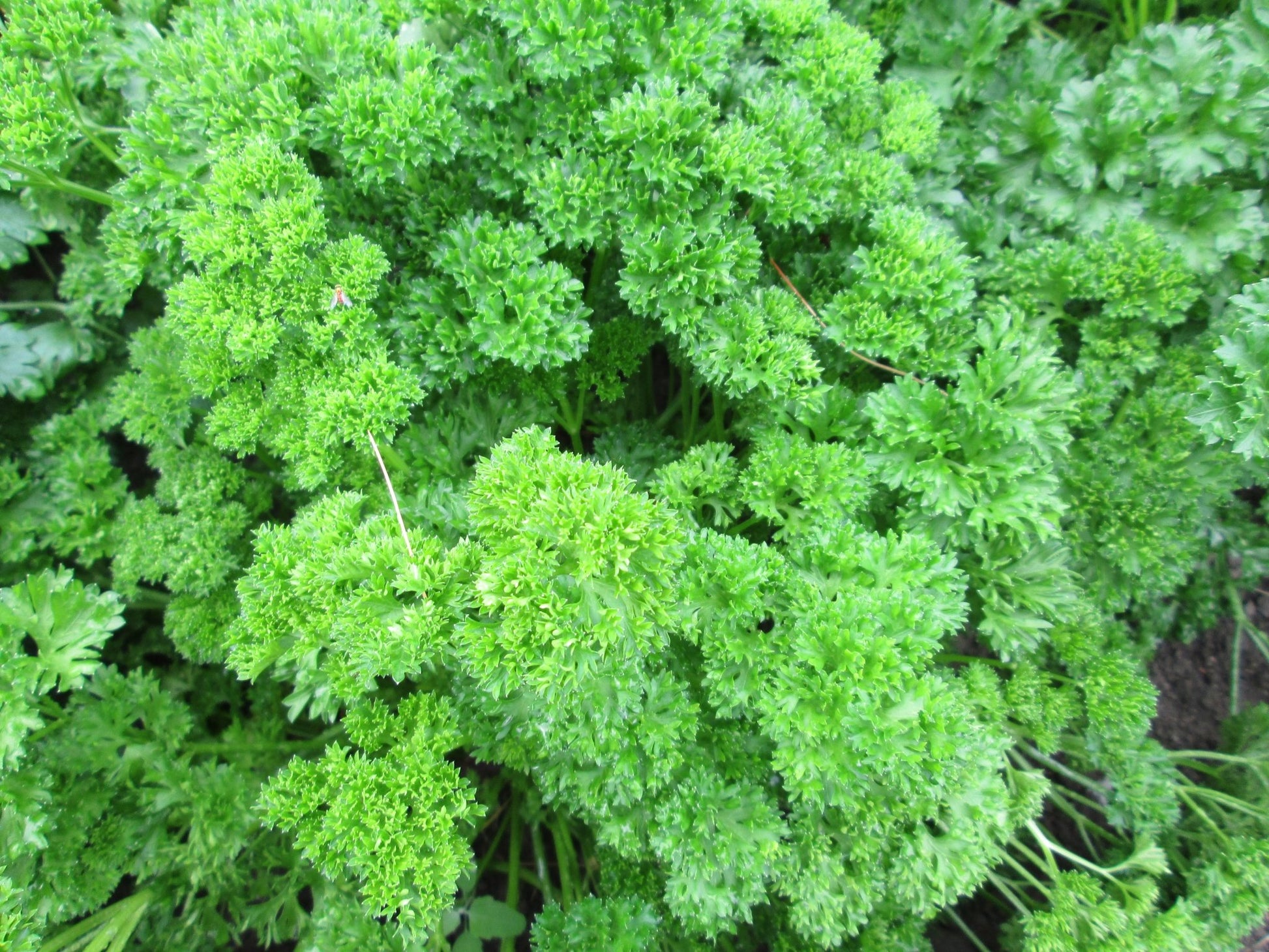 Parsley Curly - Organic - Greta's Family Gardens