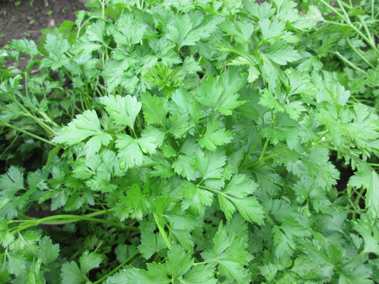 Parsley Italian - Organic - Greta's Family Gardens