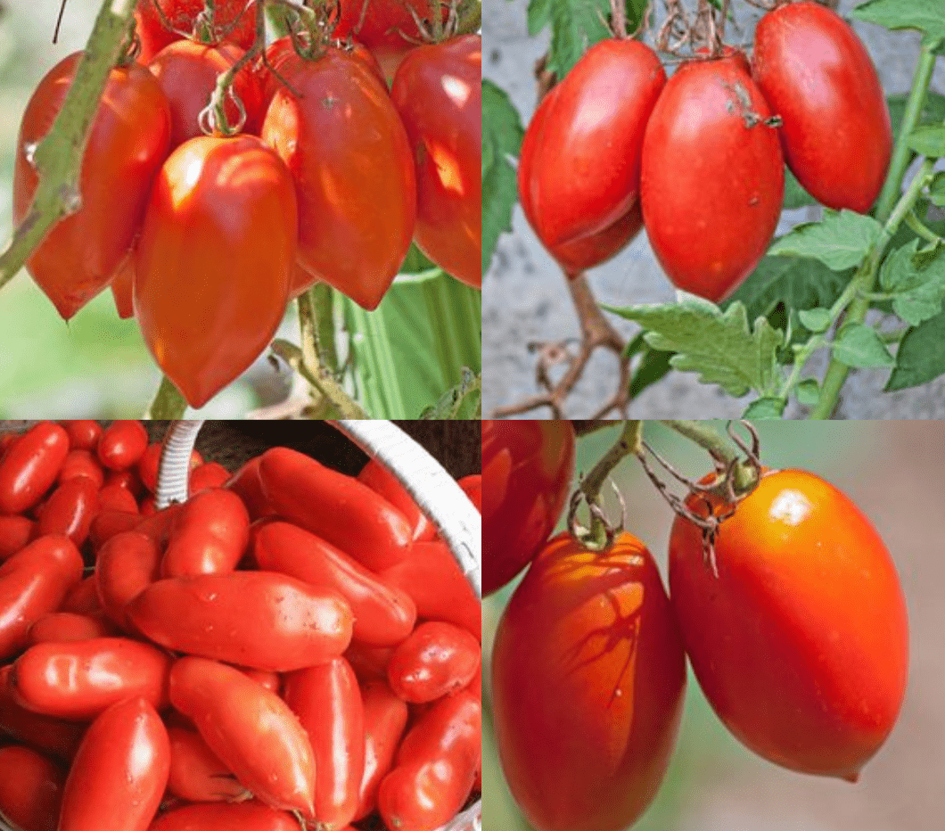 Paste Tomato Collection - Organic - Greta's Family Gardens