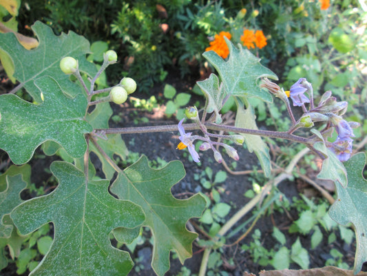 Pea Eggplant - Organic - Greta's Family Gardens