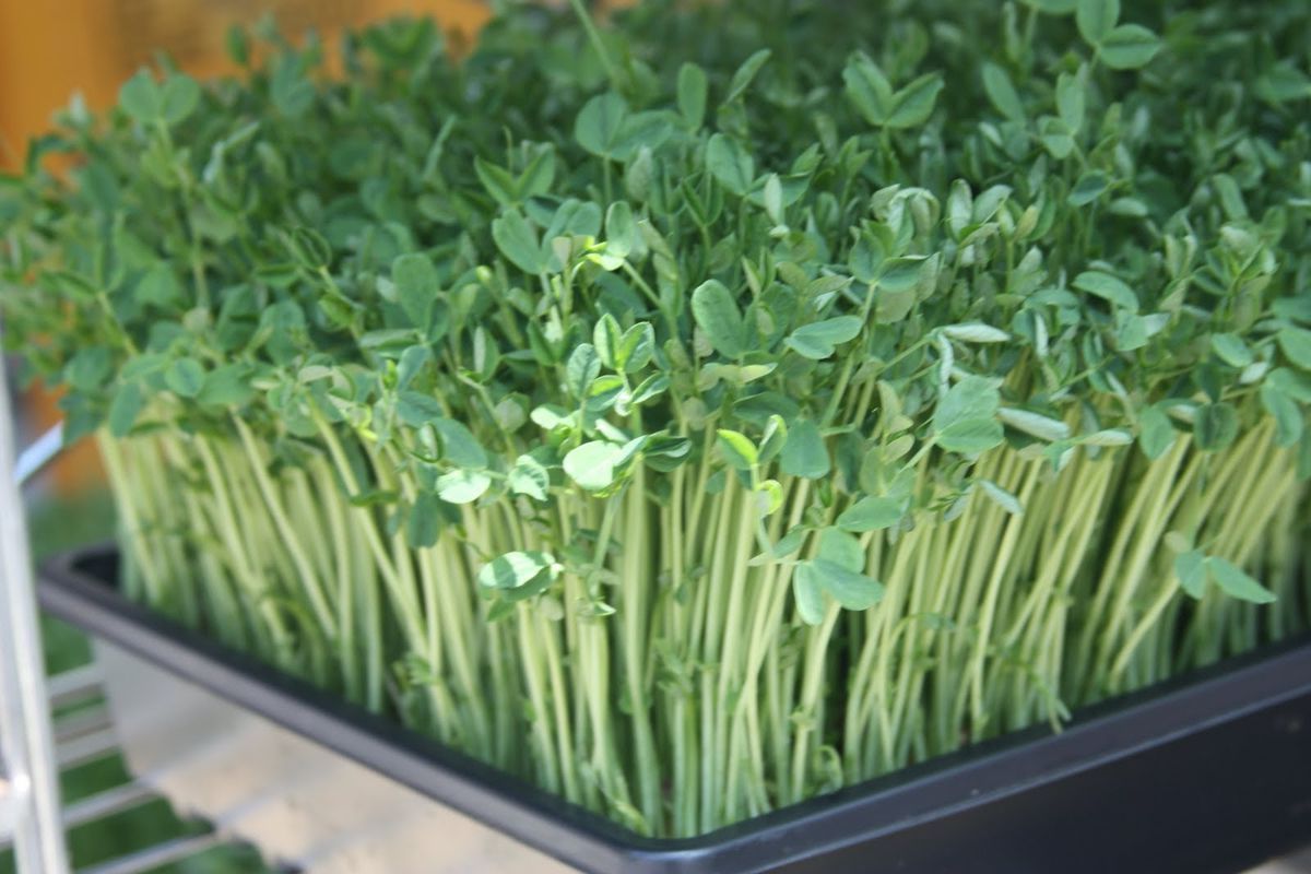 Pea Microgreens - Organic - Greta's Family Gardens