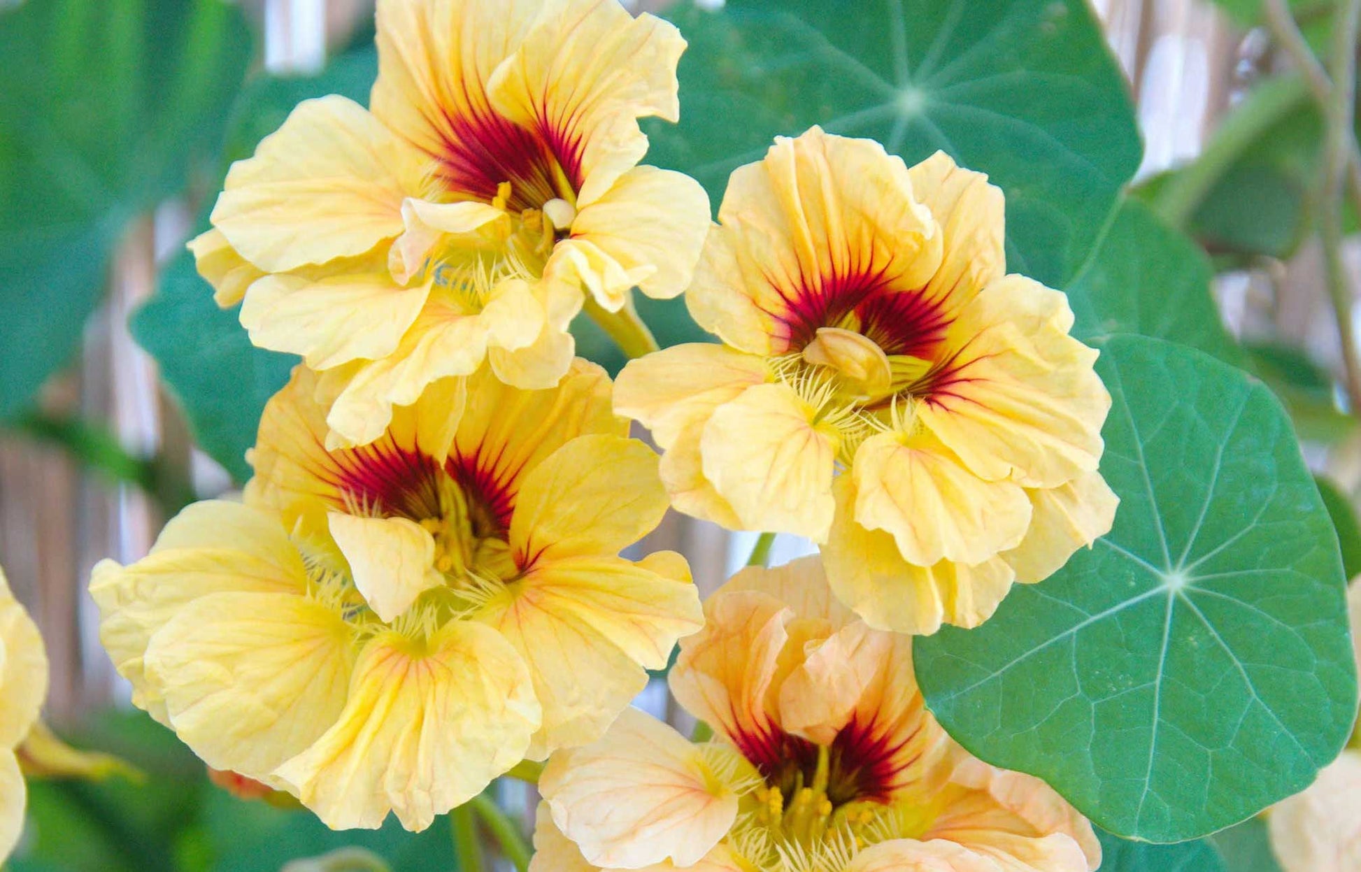 Peach Melba Nasturtium - Greta's Family Gardens