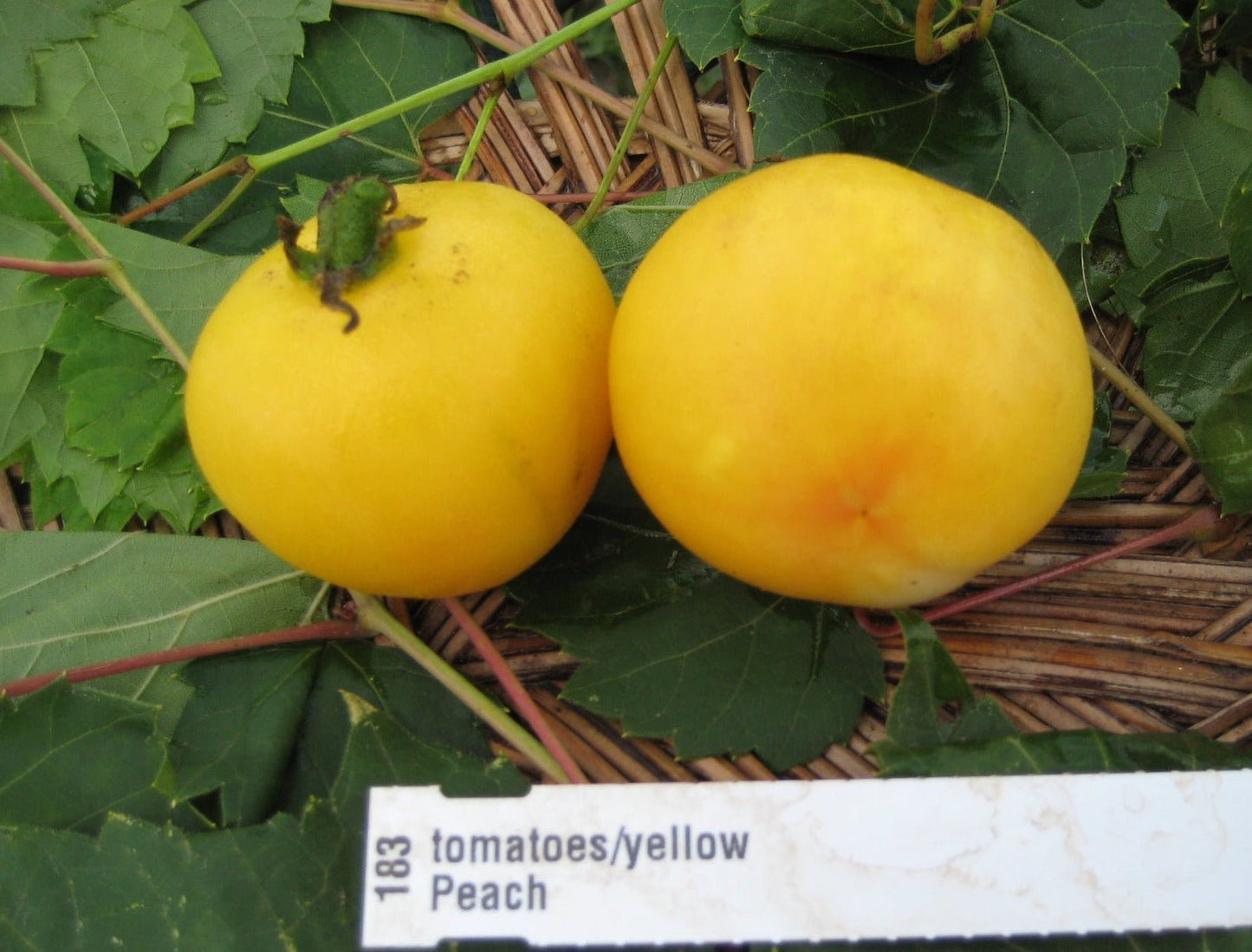 Peach Tomato - Organic - Greta's Family Gardens