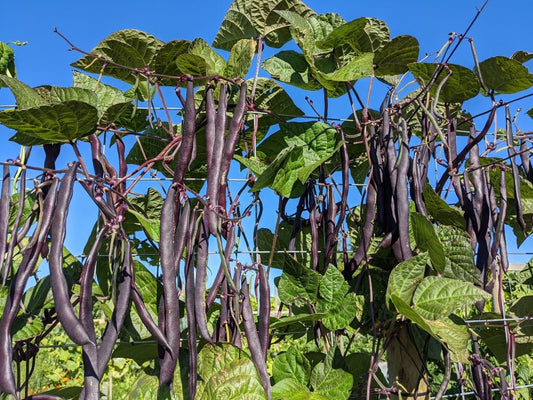 Peacock Pole beans - Greta's Family Gardens