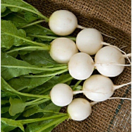 Pearl Radish - Organic - Greta's Family Gardens