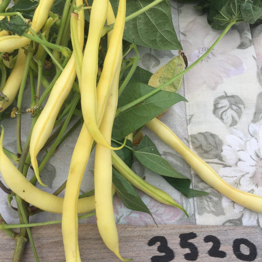 Pencil Pod Wax Beans - Greta's Family Gardens