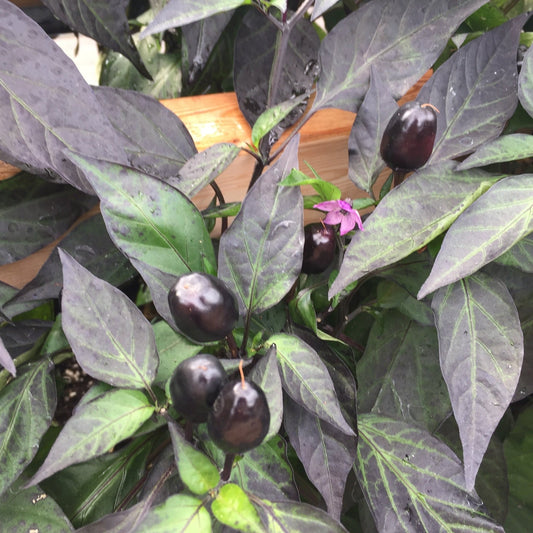 Pepper Filius Blue Hot - Organic - Greta's Family Gardens