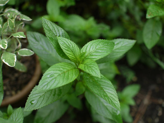 Peppermint - Greta's Family Gardens