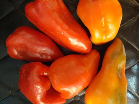 Peppers, Sweet Salsa - Organic - Greta's Family Gardens