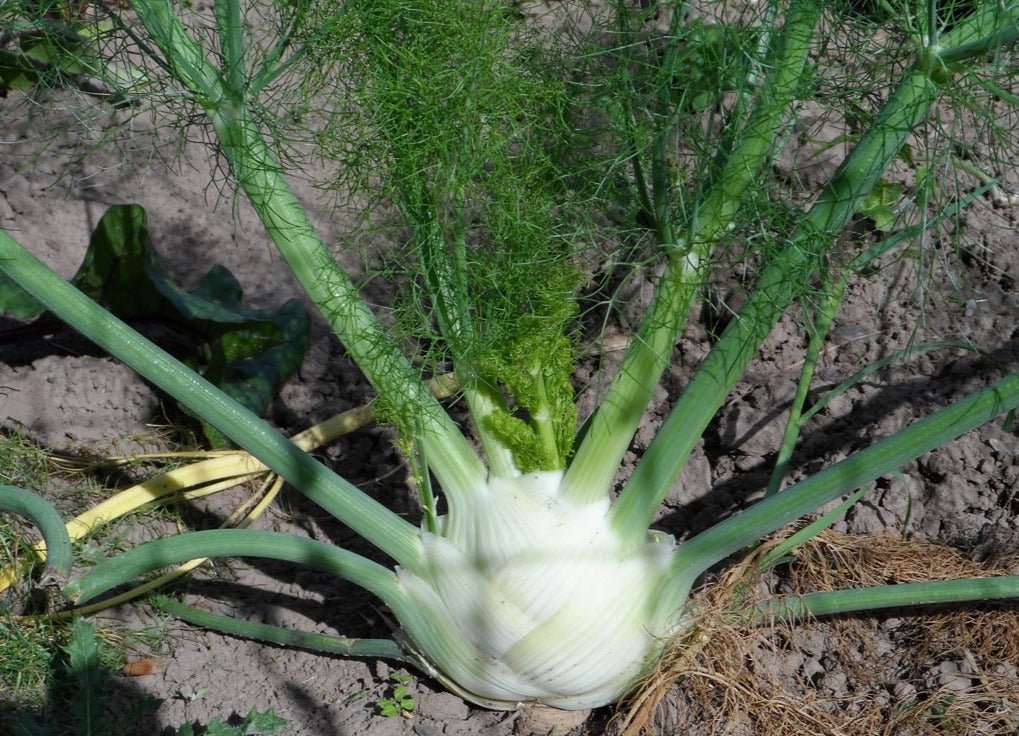 Perfection Fennel - Organic - Greta's Family Gardens