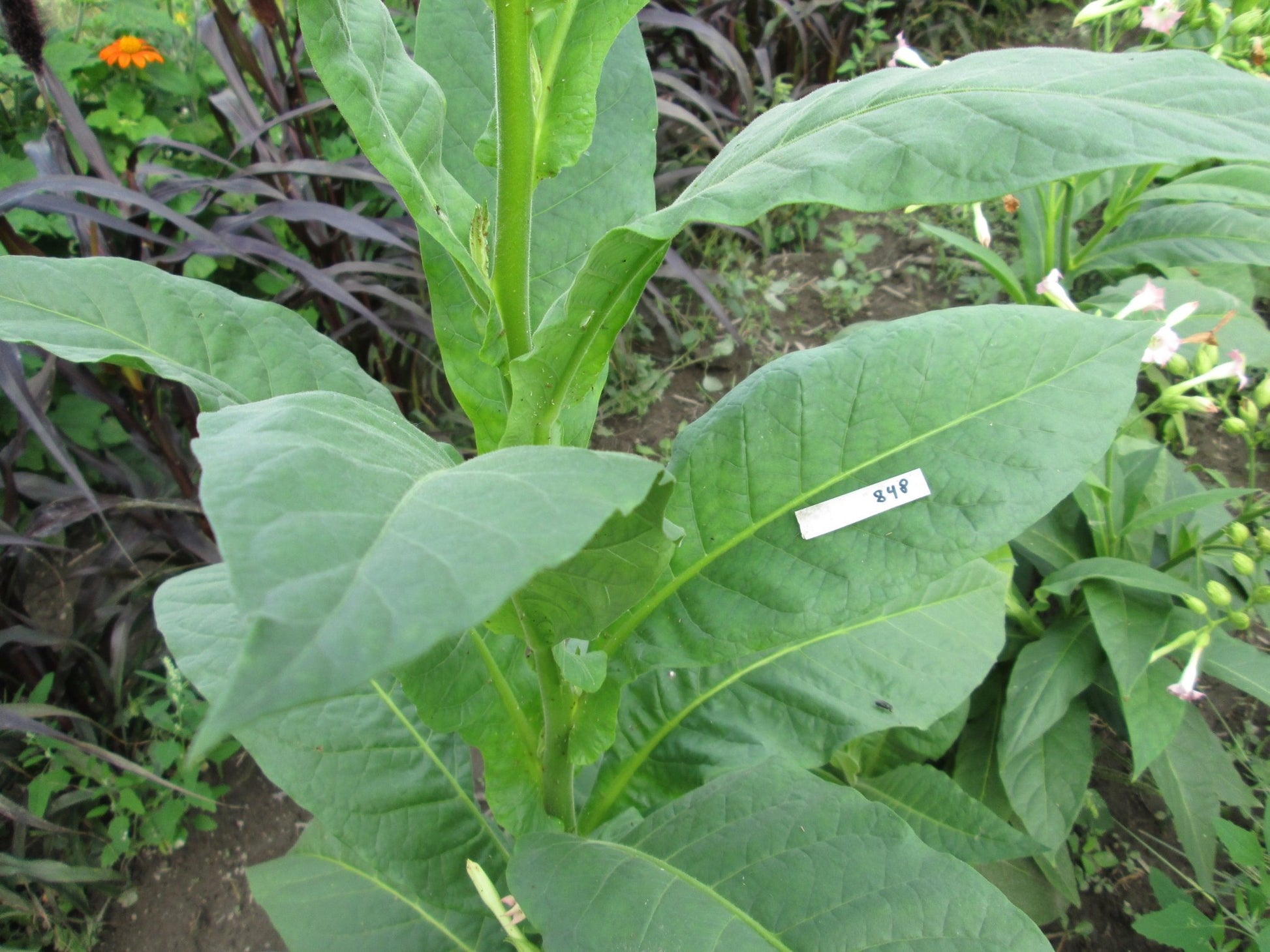 Perique Tobacco - Greta's Family Gardens