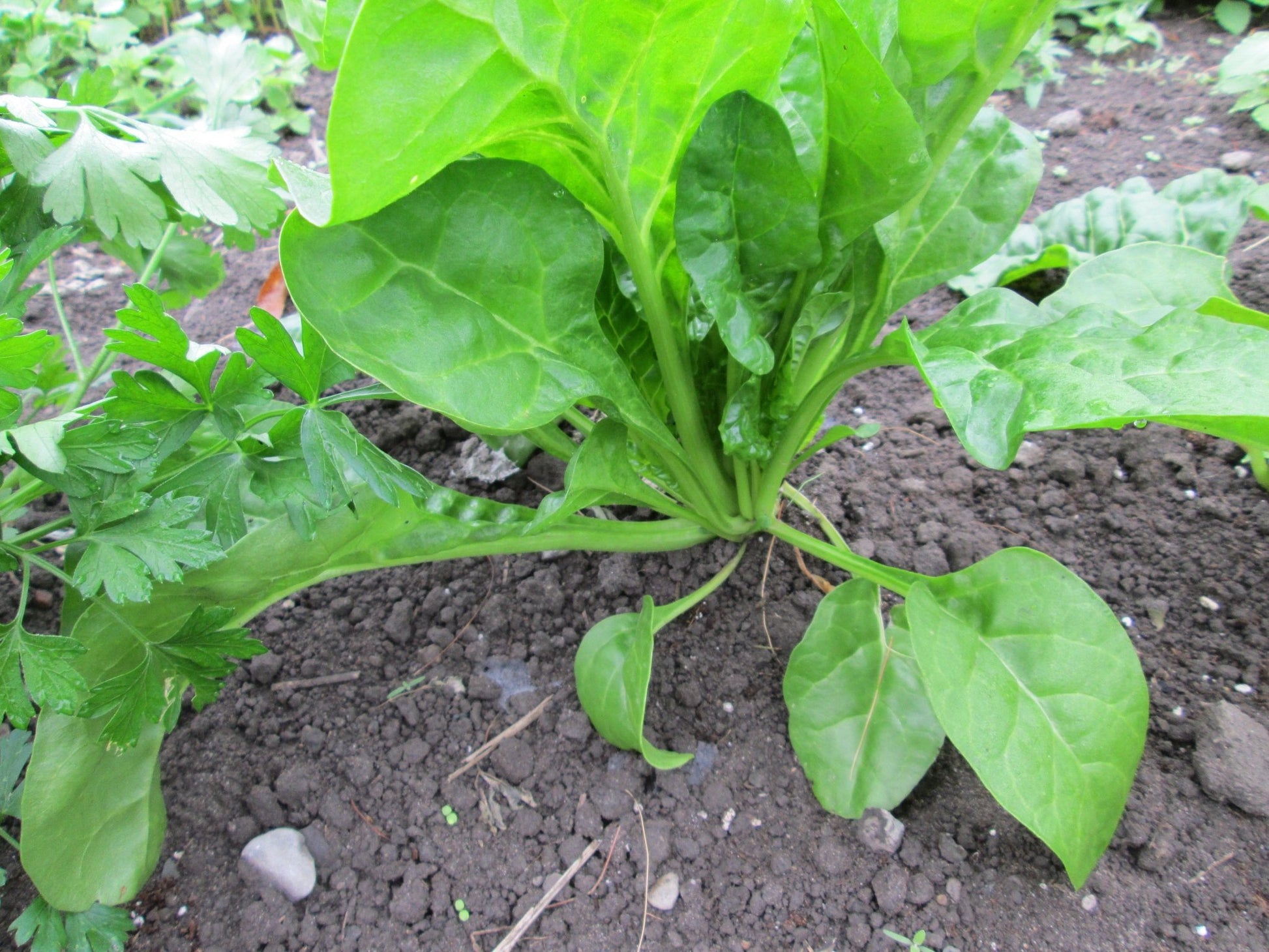 Perpetual Spinach Chard - Greta's Family Gardens