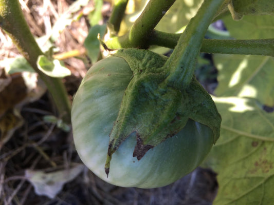 Petch Siam Eggplant - Organic - Greta's Family Gardens