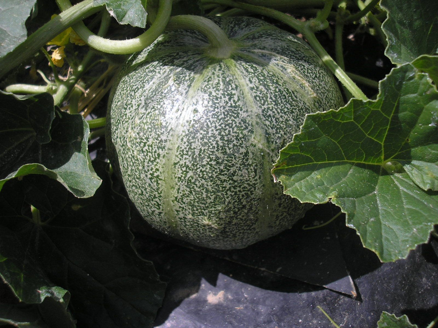 Petit Gris de Rennes Melon - Organic - Greta's Family Gardens