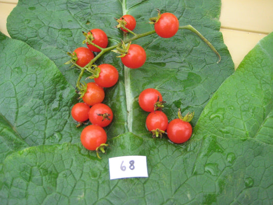 Petit Moineau Tomato - Organic - Greta's Family Gardens