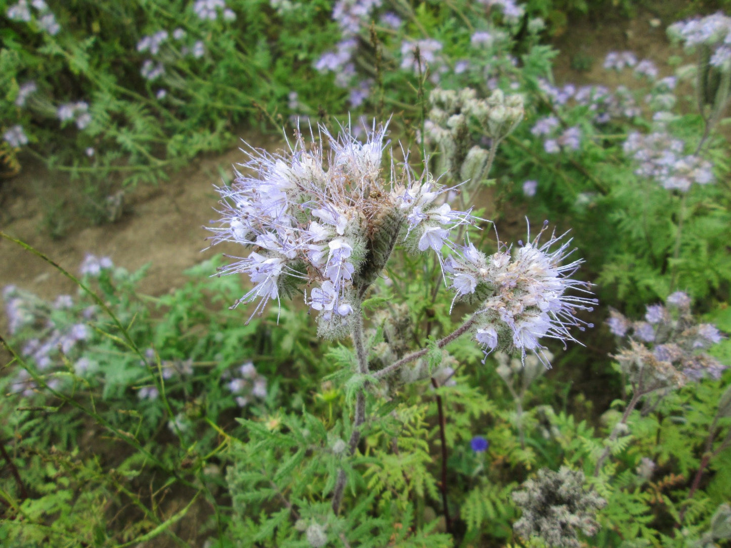 Phacelia flower - Organic - Greta's Family Gardens