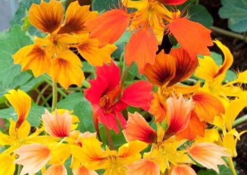 Phoenix Nasturtium - Greta's Family Gardens