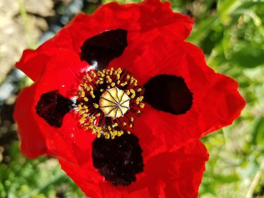 Pierrot Poppy - Organic - Greta's Family Gardens