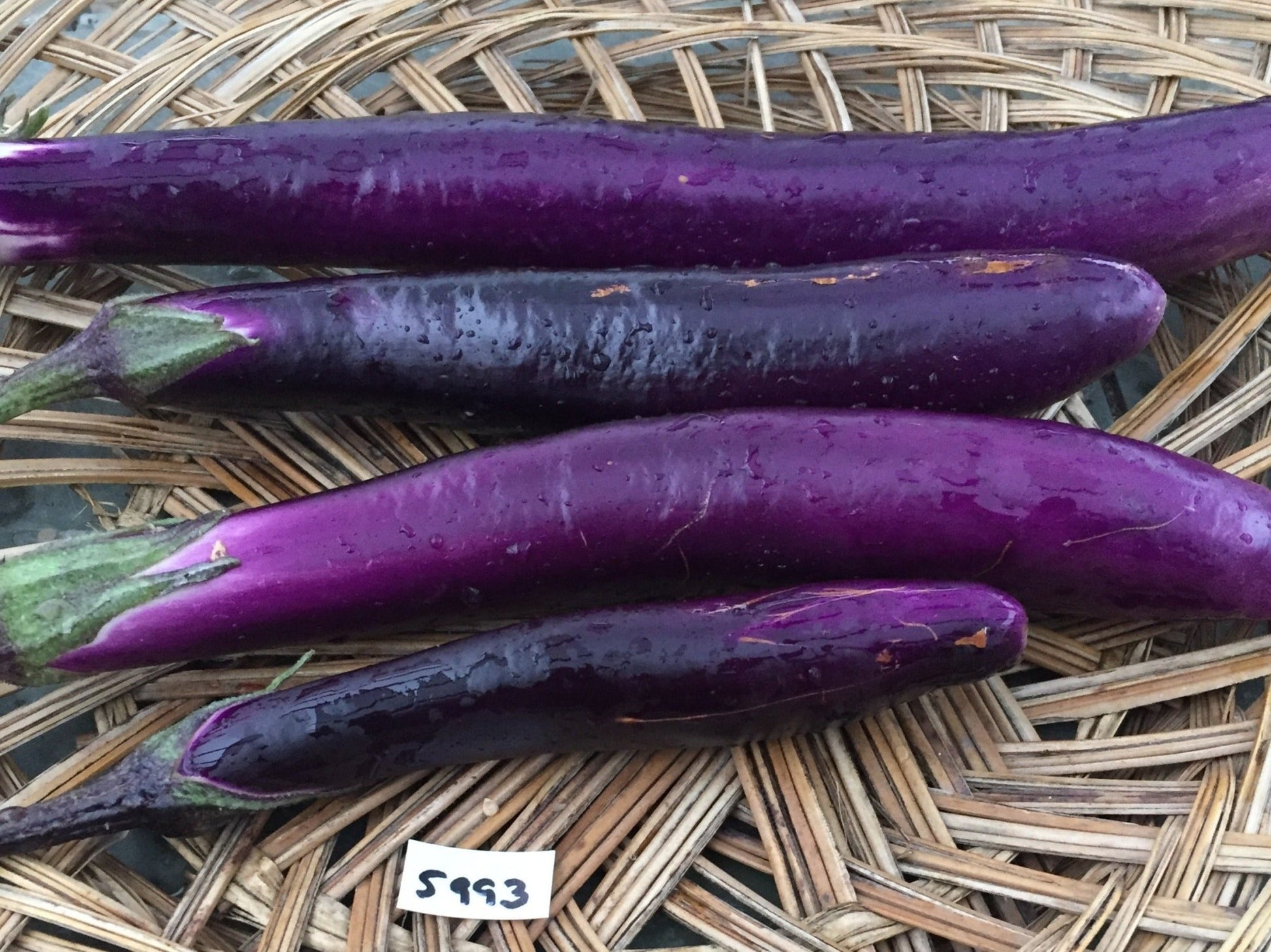 Ping Tung Long Eggplant - Greta's Family Gardens