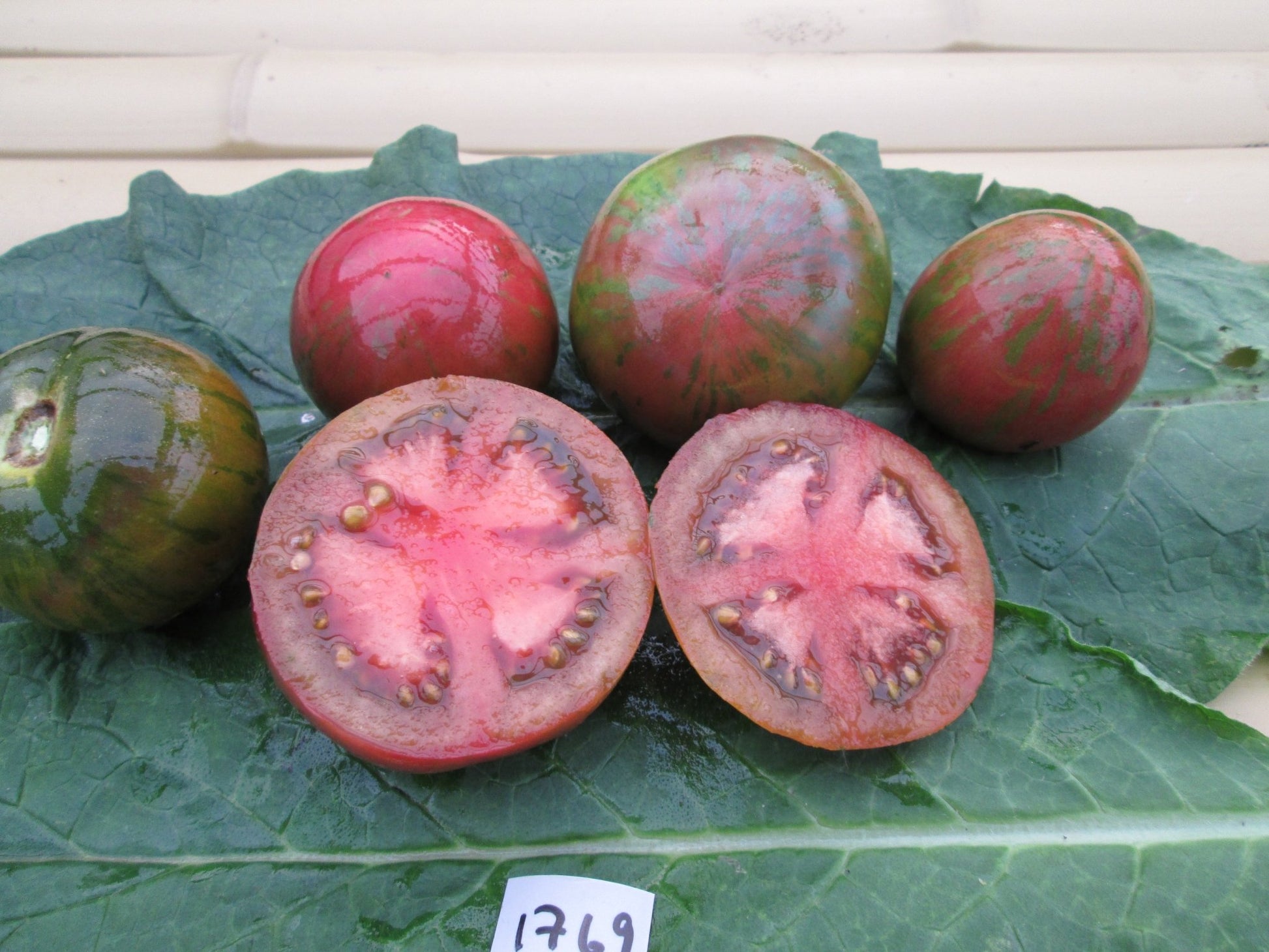 Pink Boar Tomato - Organic - Greta's Family Gardens