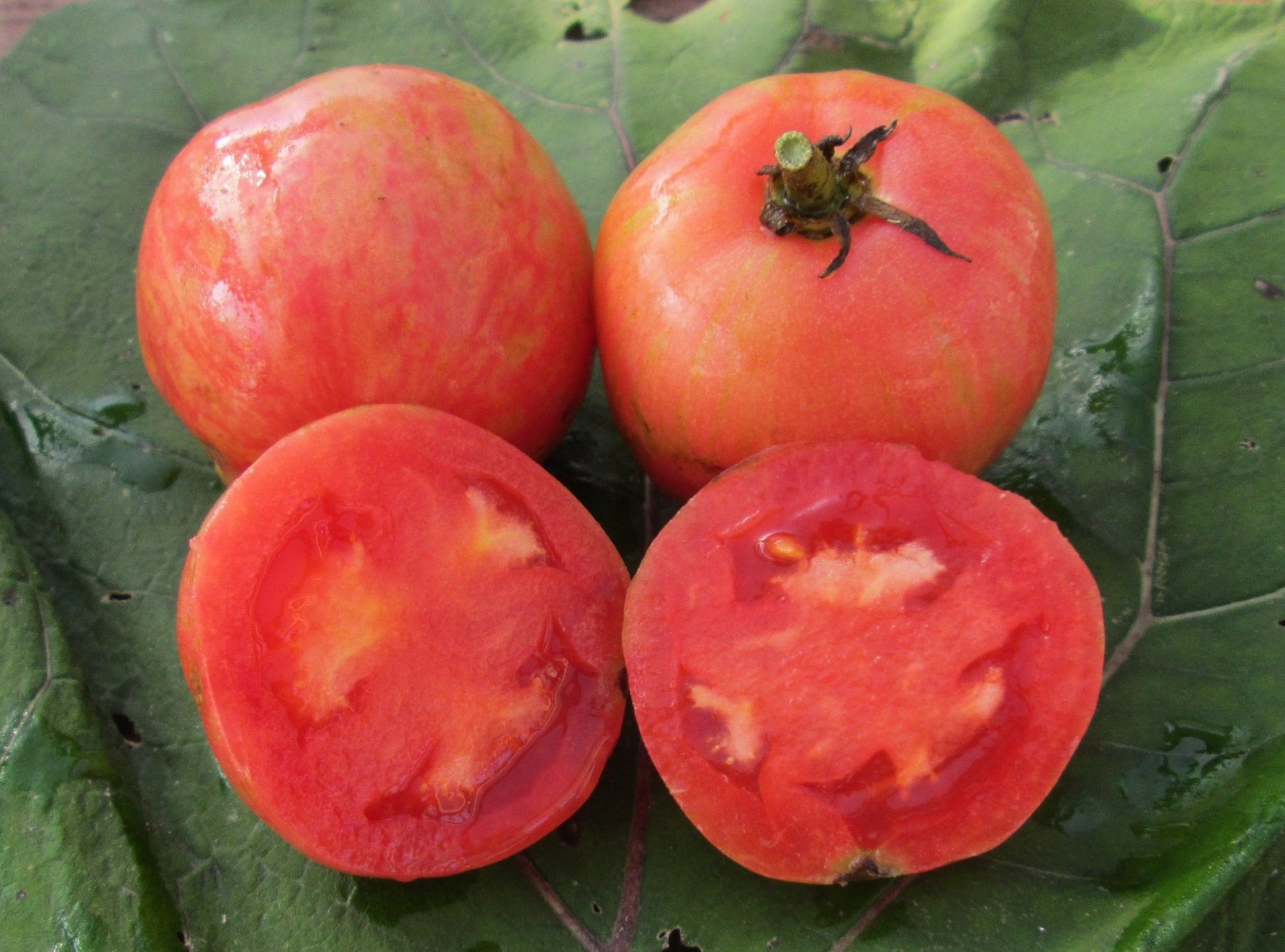 Pink Furry Boar Tomato - Organic - Greta's Family Gardens