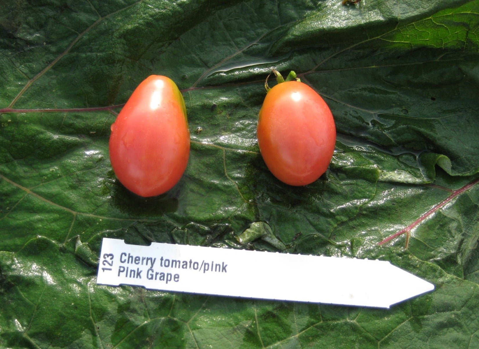 Pink Grape Tomato - Organic - Greta's Family Gardens