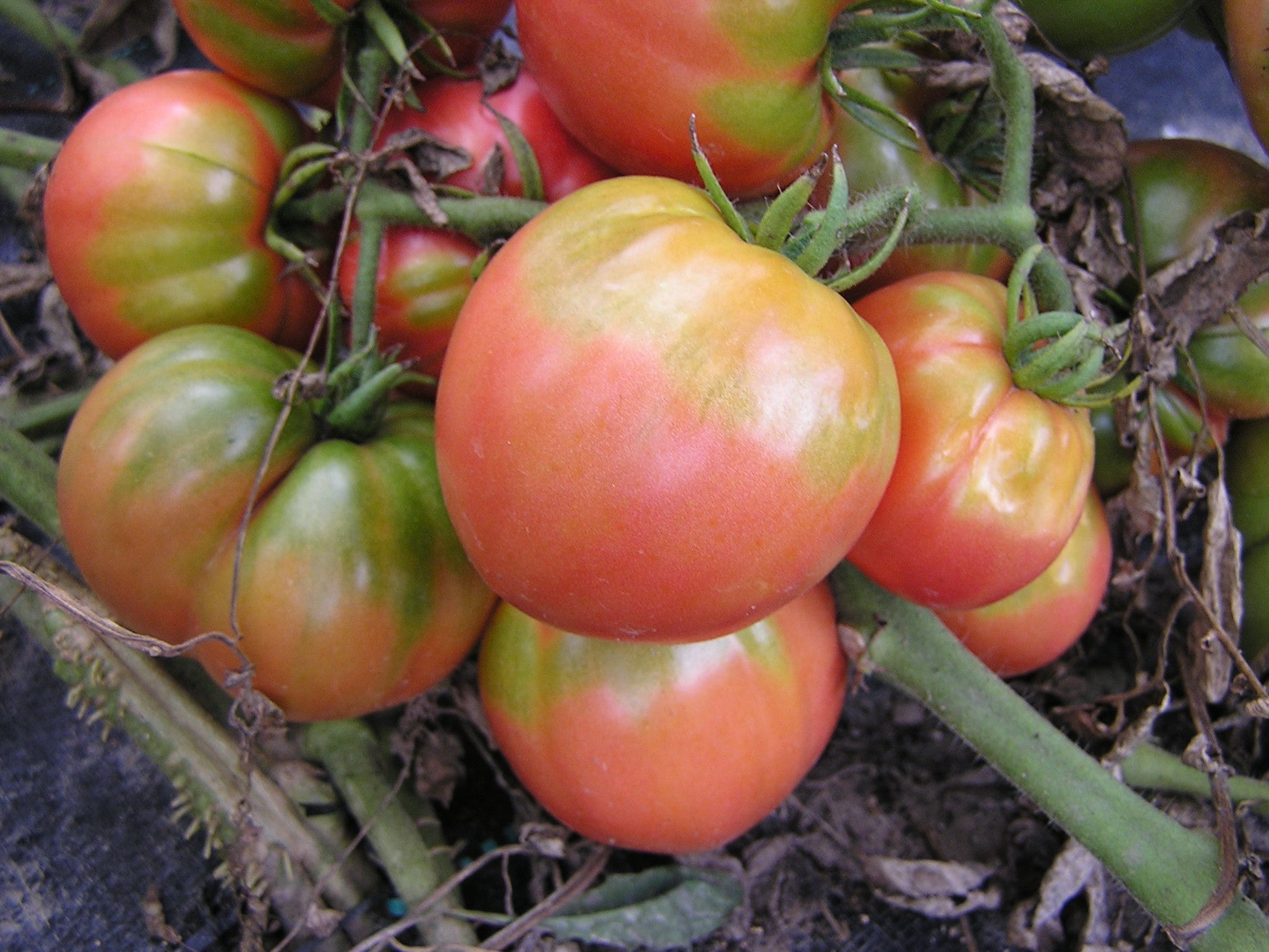 Pink Ponderosa Tomato - Organic - Greta's Family Gardens