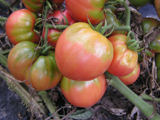 Pink Ponderosa Tomato - Organic - Greta's Family Gardens