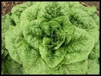 Plato II Lettuce - Organic - Greta's Family Gardens