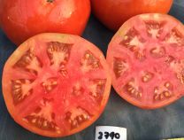 Plourde Tomato - Greta's Family Gardens