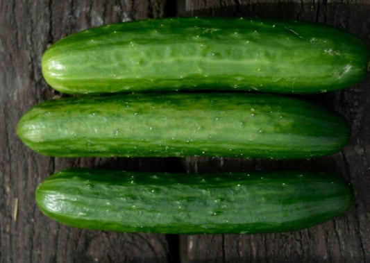 Pointsett 76 Cucumber - Organic - Greta's Family Gardens