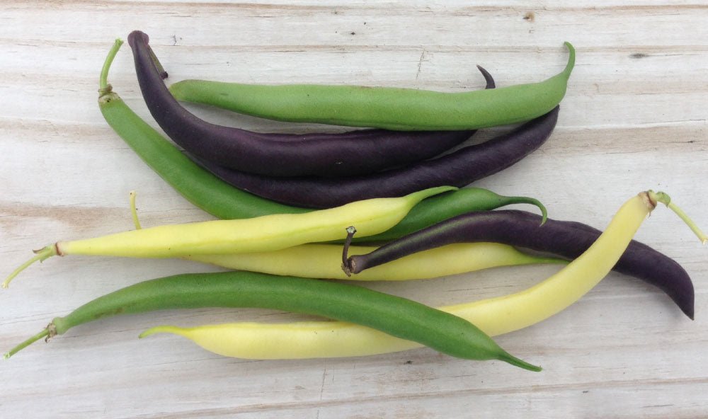 Pole Beans Mix - Organic - Greta's Family Gardens