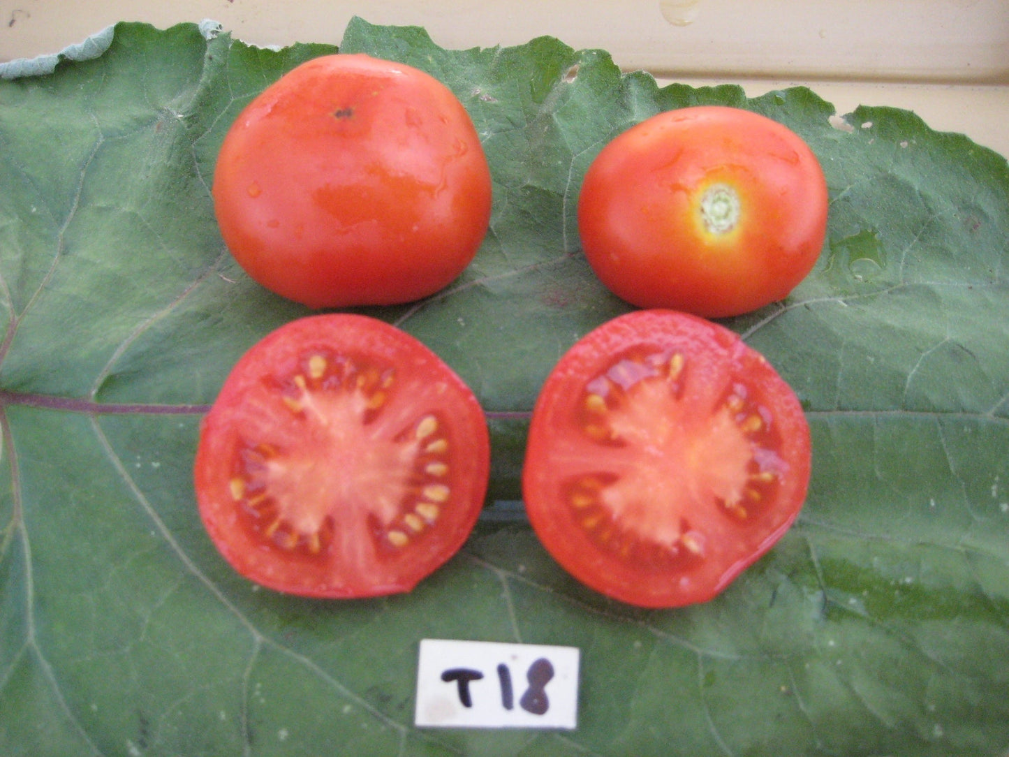 Polish Dwarf Tomato - Greta's Family Gardens