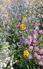 Pollinator Seed Mixture - Greta's Family Gardens