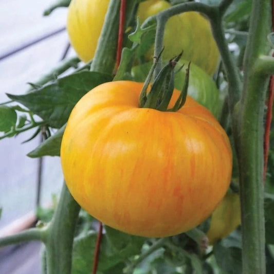 Porkchop Tomato - Organic - Greta's Family Gardens