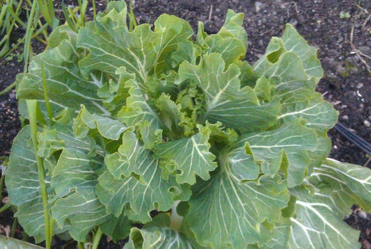 Portugese Tronchuda Kale - Greta's Family Gardens