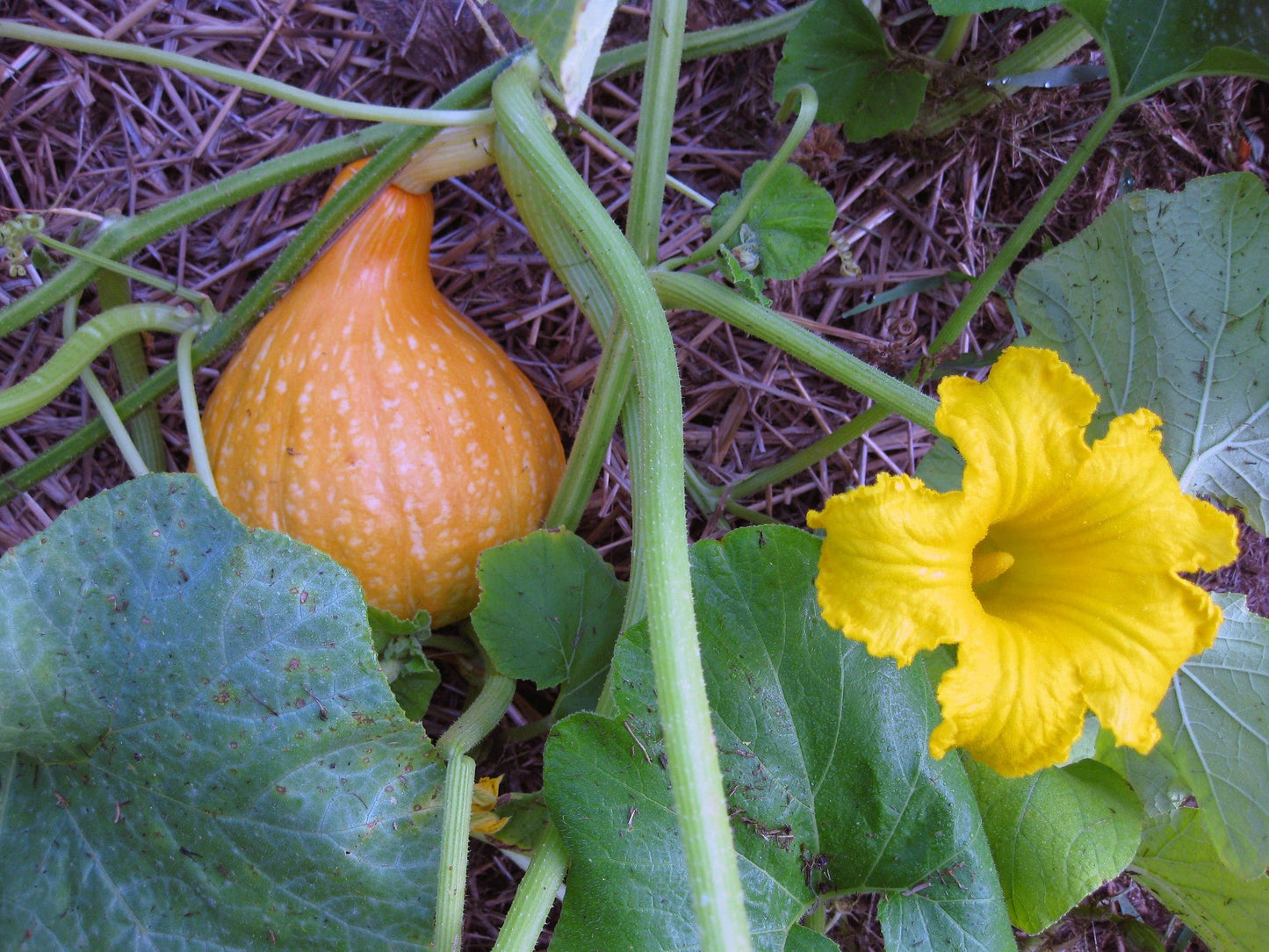 Potimarron Squash - Organic - Greta's Family Gardens