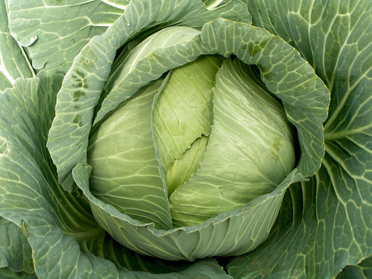 Premium Flat Dutch Cabbage - Greta's Family Gardens